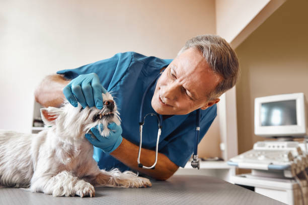 Best Cracked Tooth Emergency Dentist  in Overlea, MD